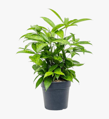 Dracaena Surculosa